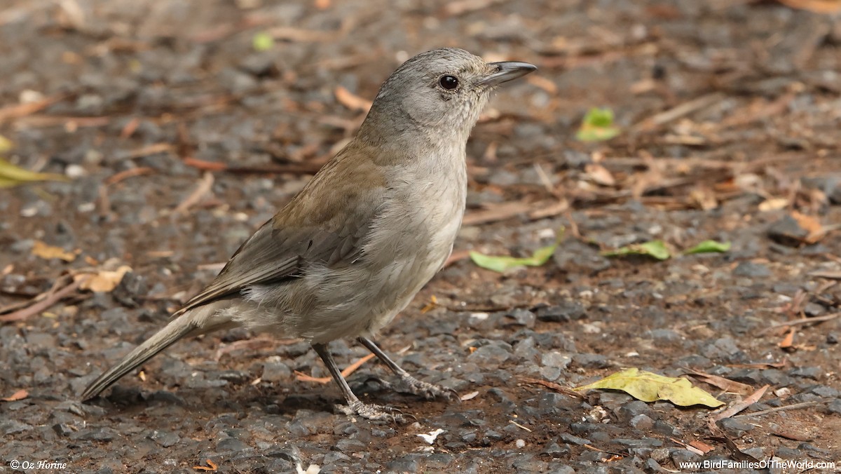 Ядлівчак сірий - ML647749577