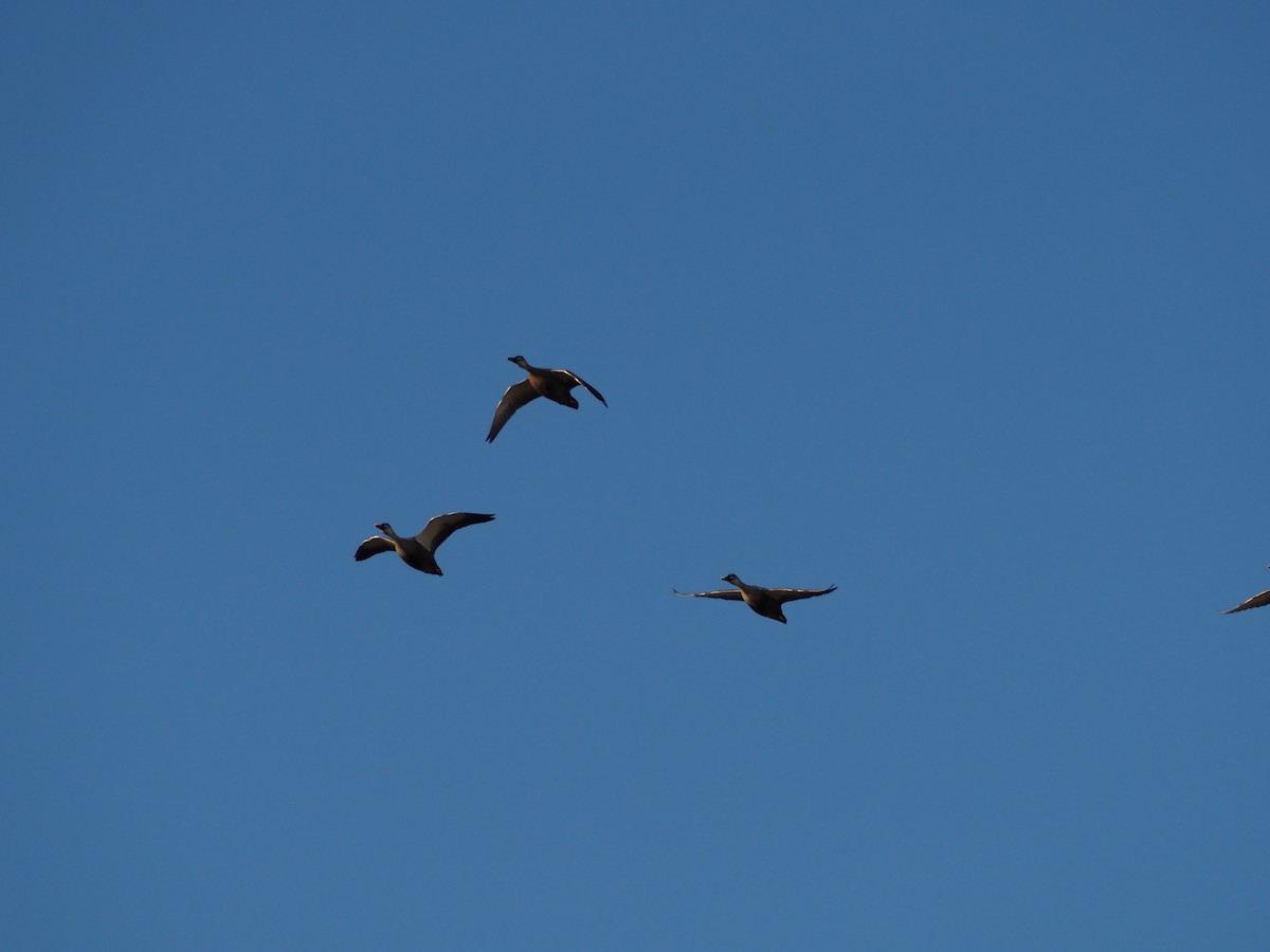 花嘴鴨 - ML647749578