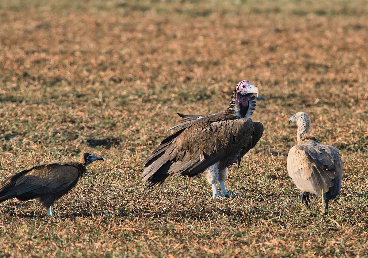 Lappet-faced Vulture - ML647749579