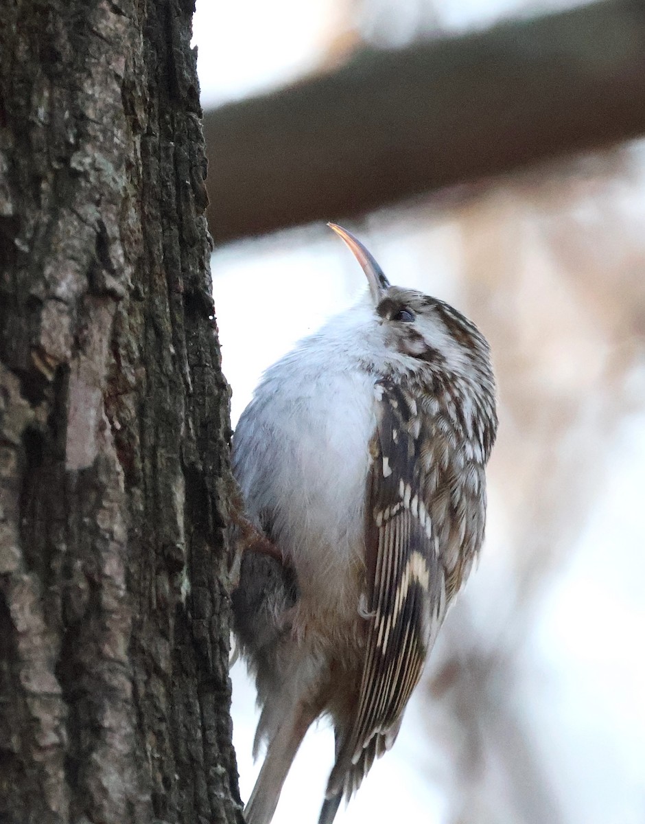 Eurasian Treecreeper - ML647749580