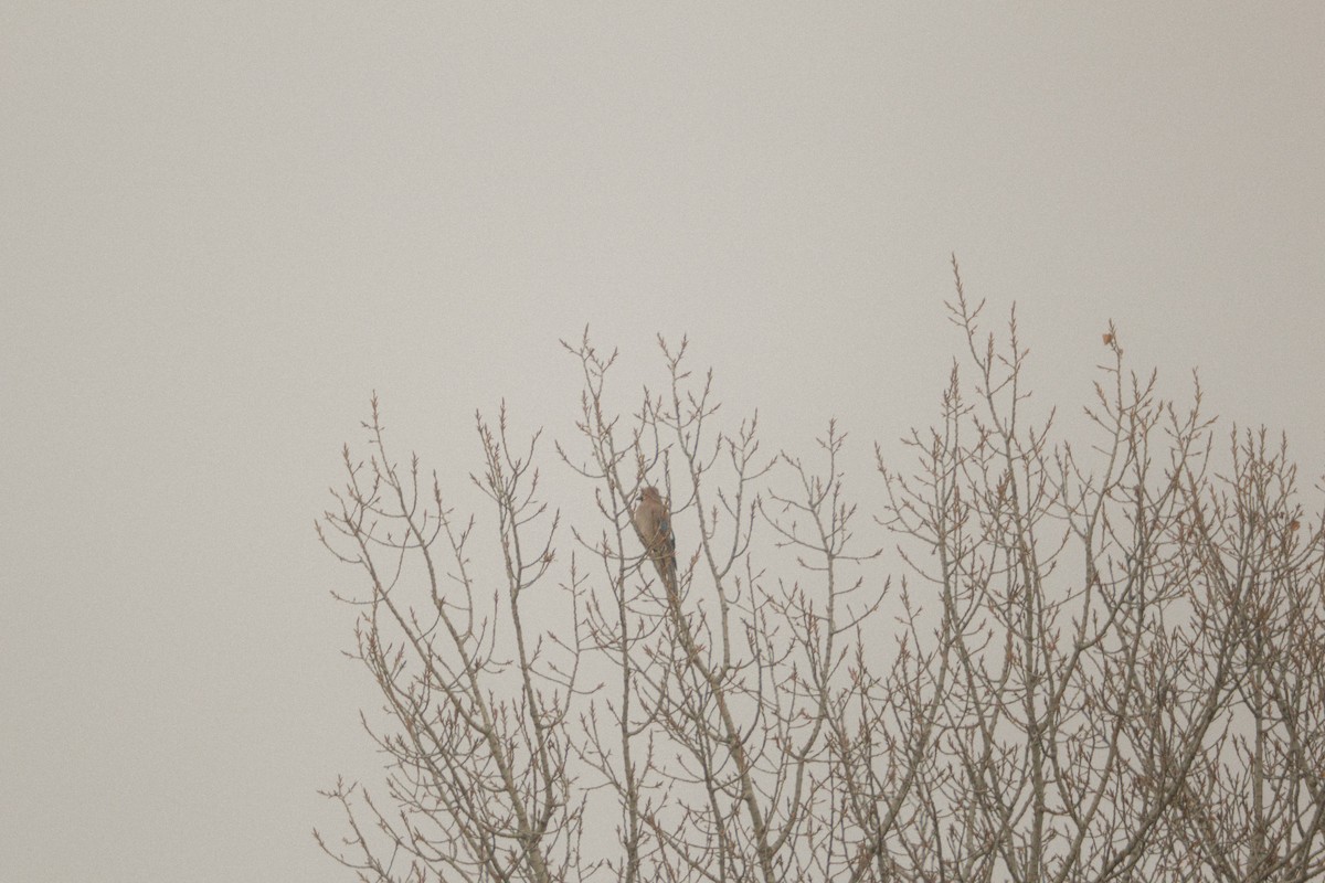 松鴉 - ML647749581