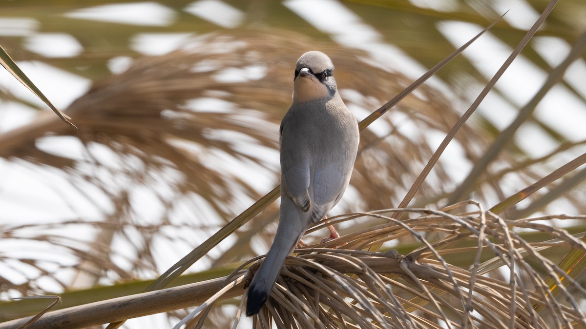 Hypocolius - ML647749582