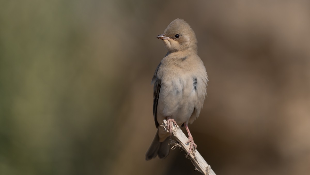 Hypocolius - ML647749586