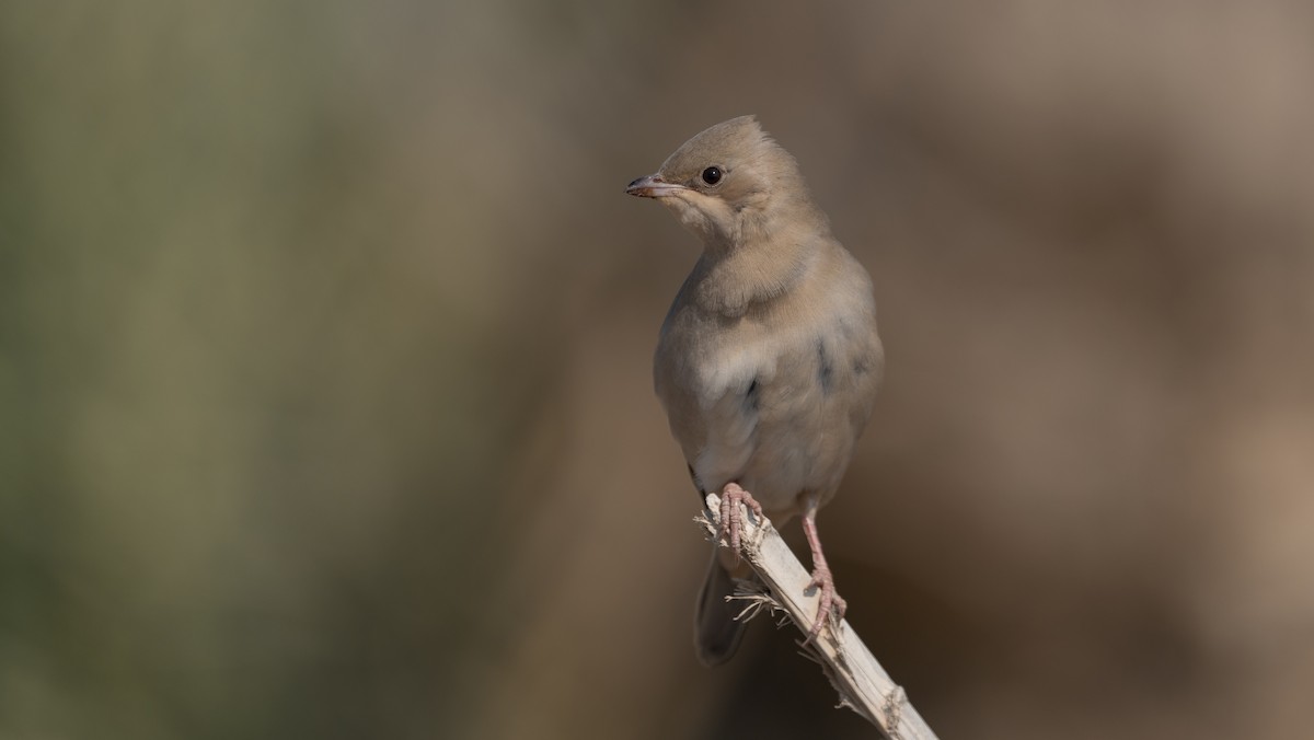 Hypocolius - ML647749587