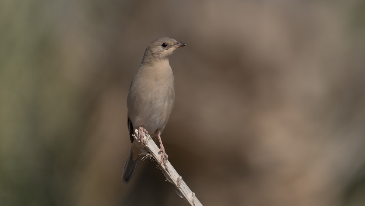 Hypocolius - ML647749589