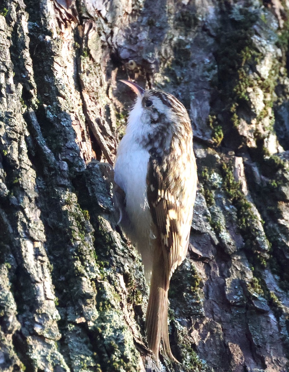 Eurasian Treecreeper - ML647749590