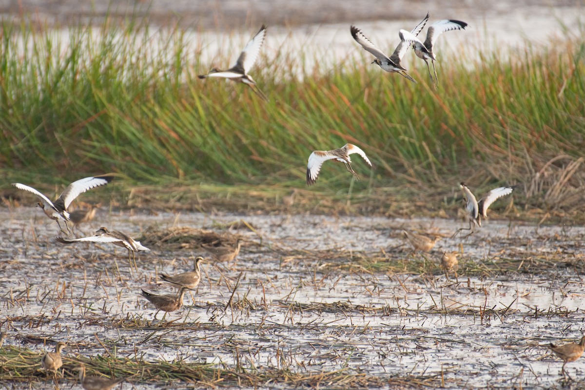 Pheasant-tailed Jacana - ML647749591