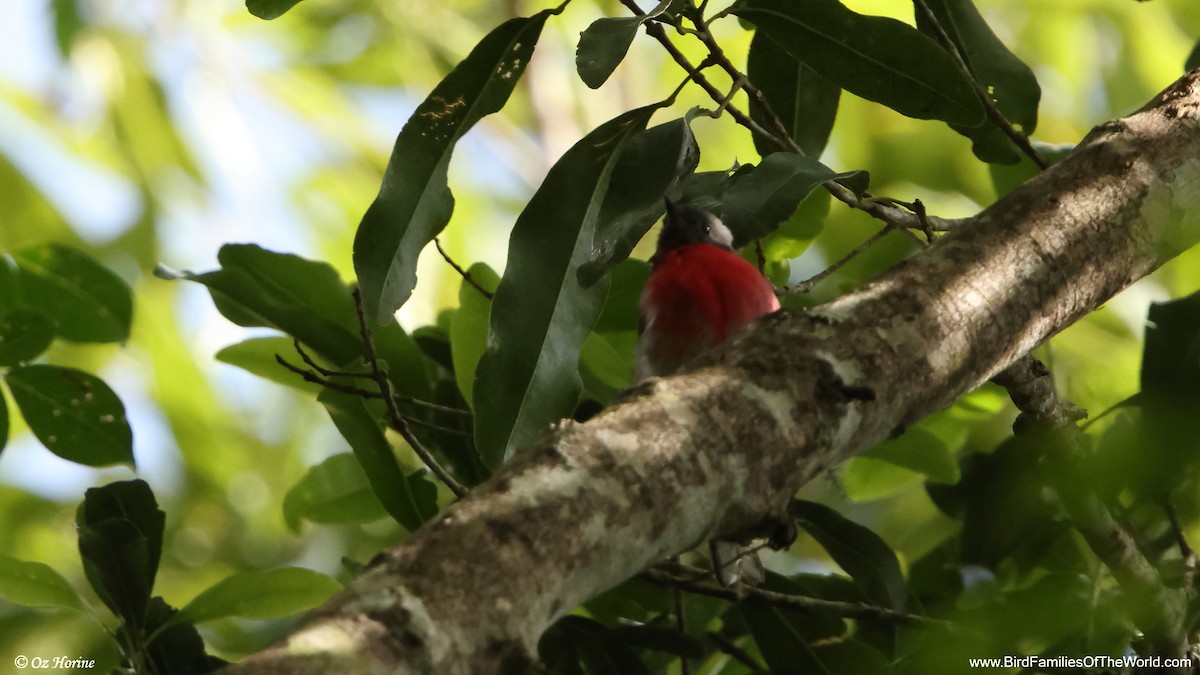 Тоутоваї червоноволий - ML647749592