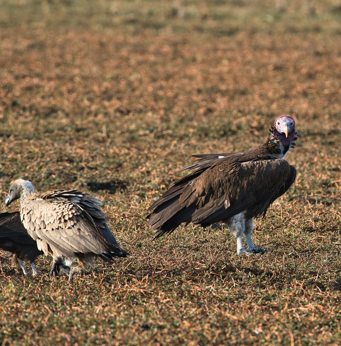 Lappet-faced Vulture - ML647749593