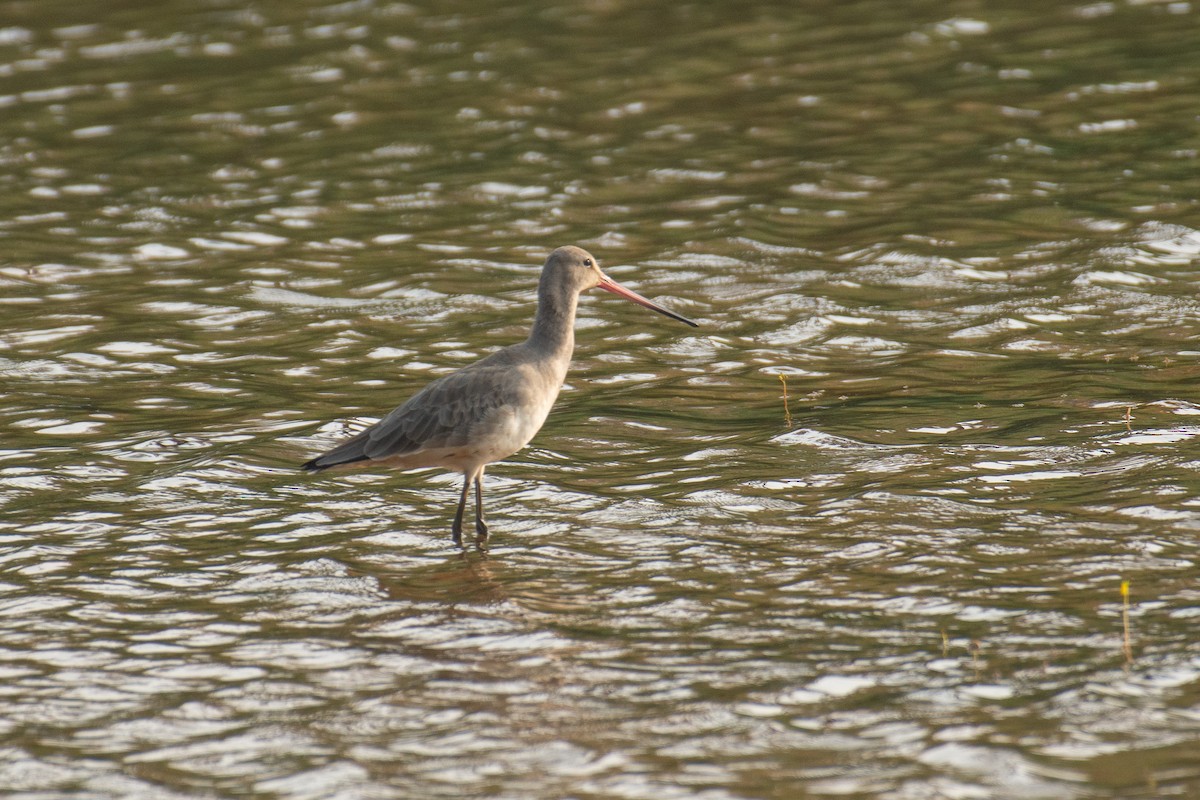 Black-tailed Godwit - ML647749596