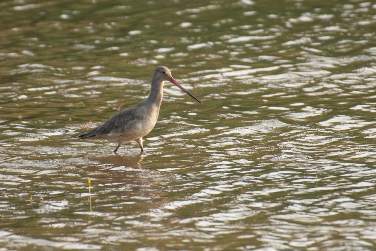 Black-tailed Godwit - ML647749597