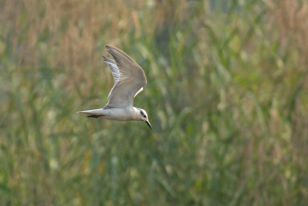 Whiskered Tern - ML647749598