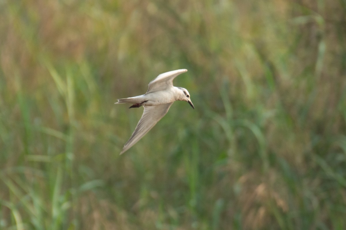Whiskered Tern - ML647749599