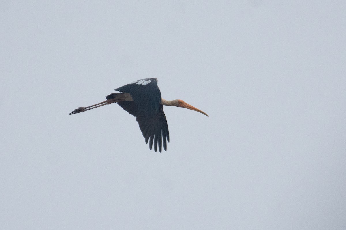 Painted Stork - ML647749600