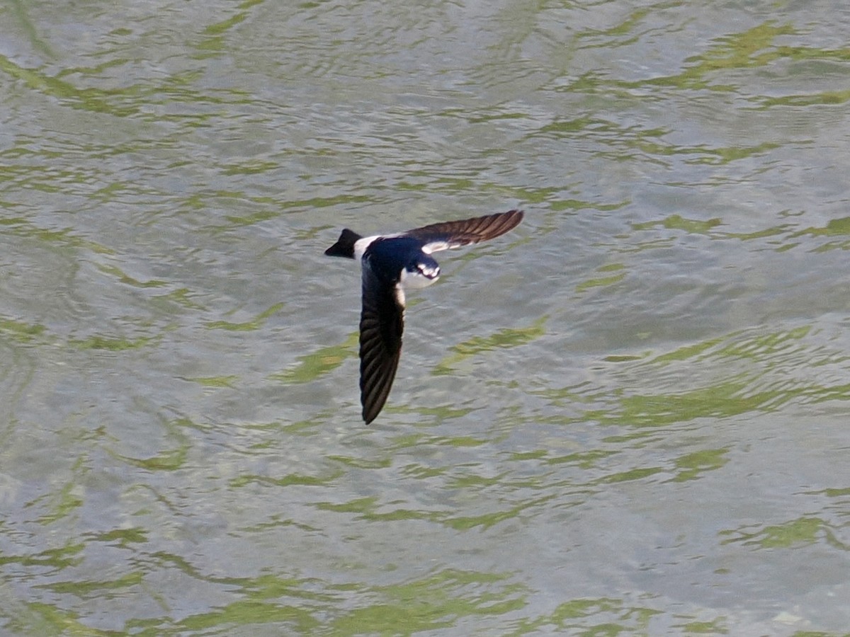 Mangrove Swallow - ML647749601