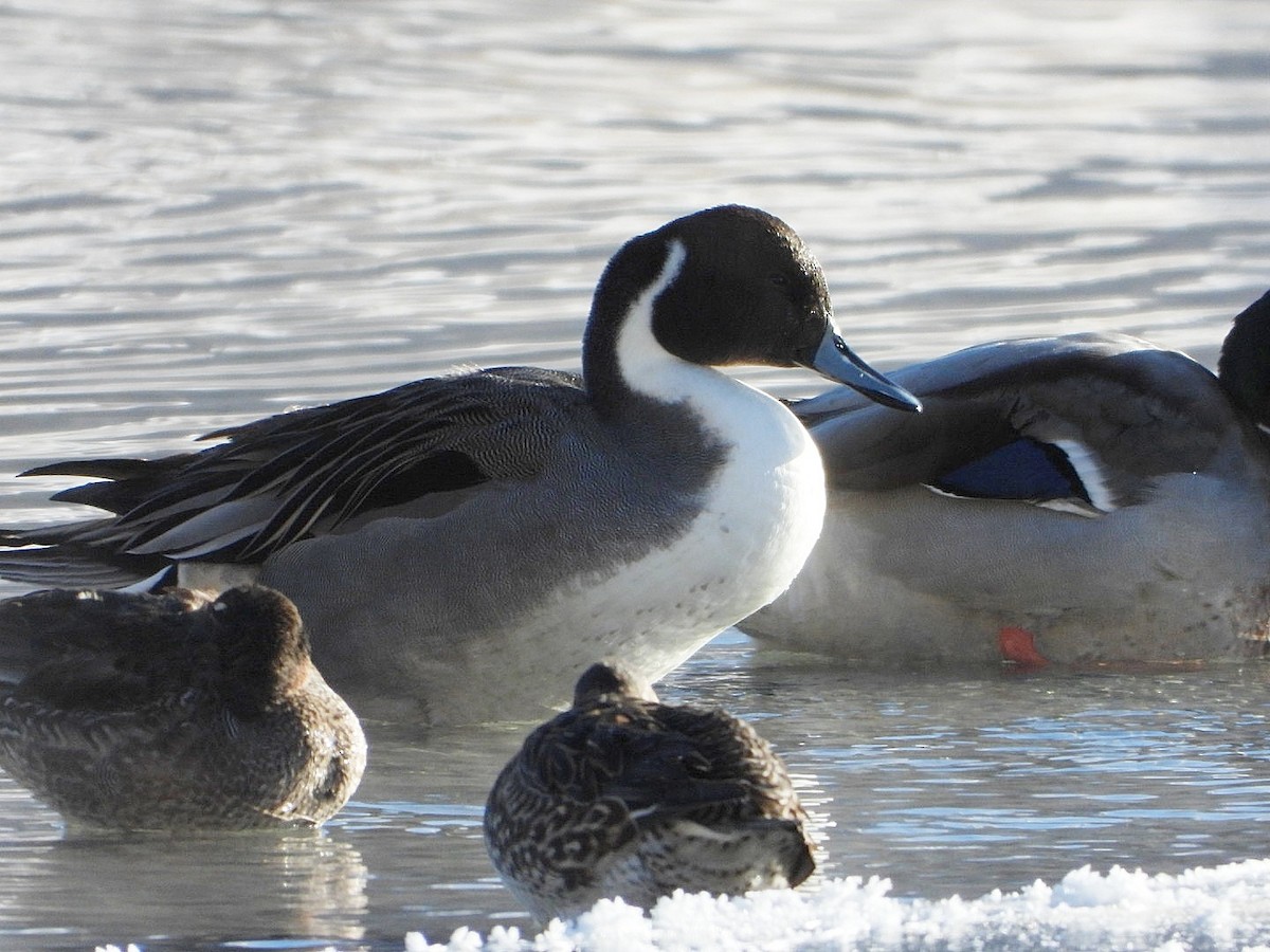 Northern Pintail - ML647749602