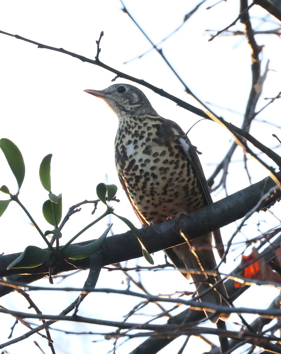 Mistle Thrush - ML647749603
