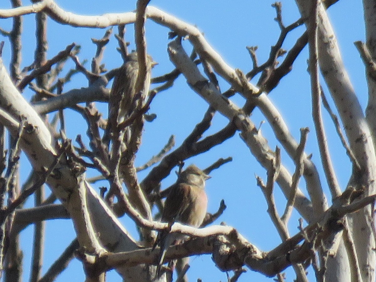 Eurasian Linnet - ML647749604