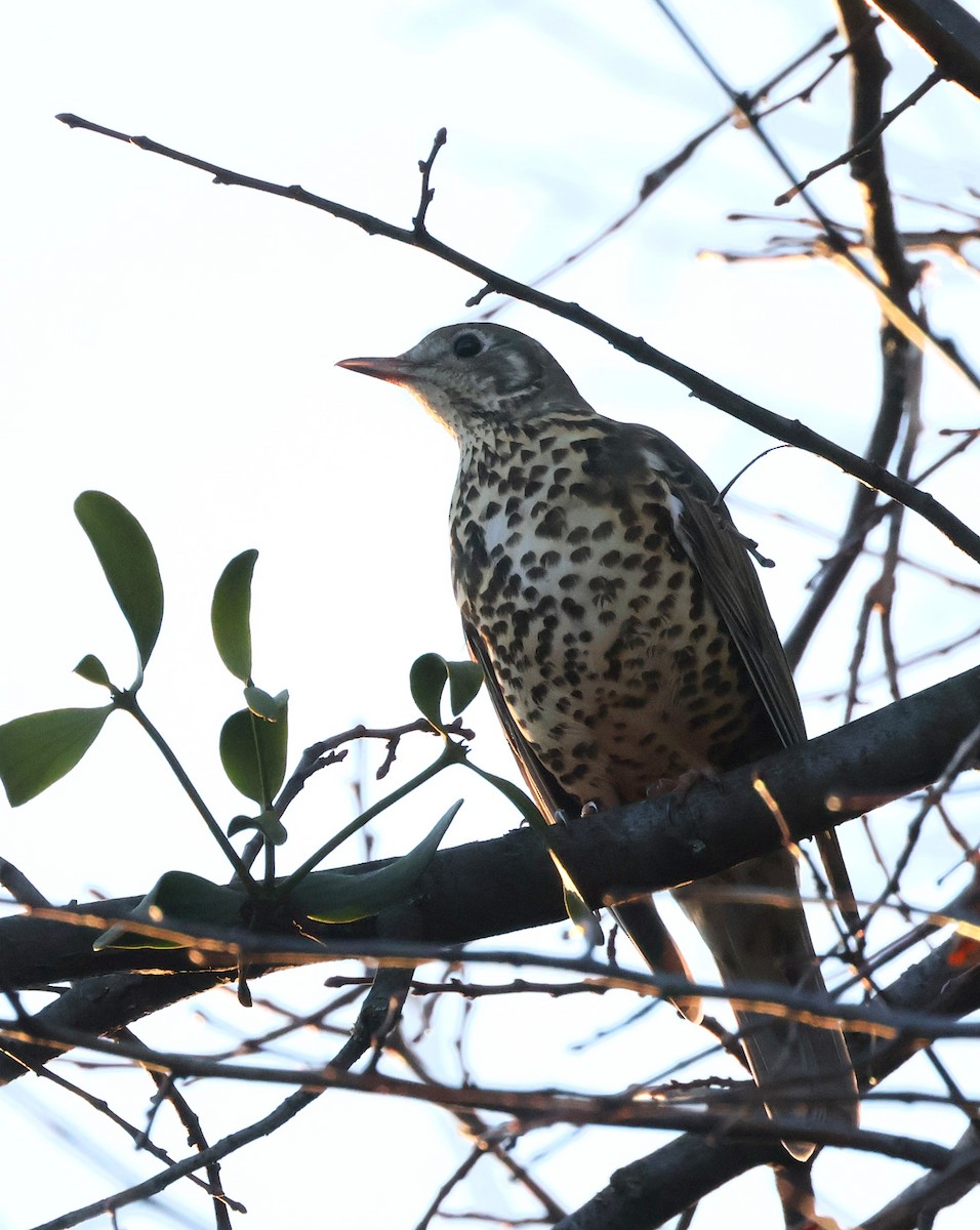 Mistle Thrush - ML647749605