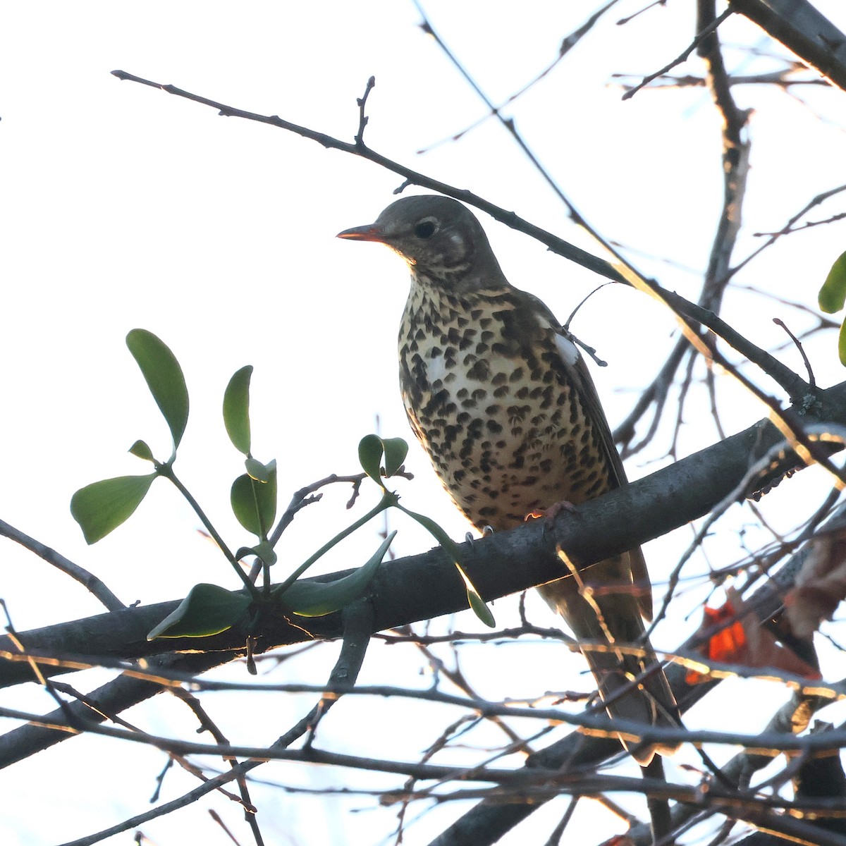 Mistle Thrush - ML647749606