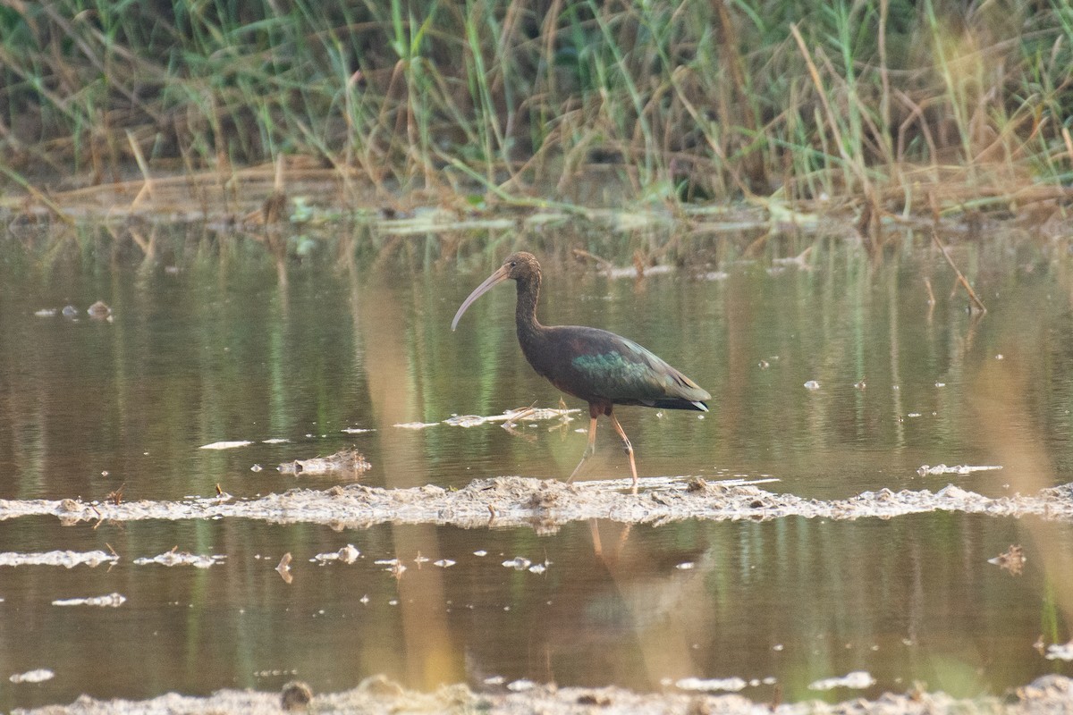 Glossy Ibis - ML647749607