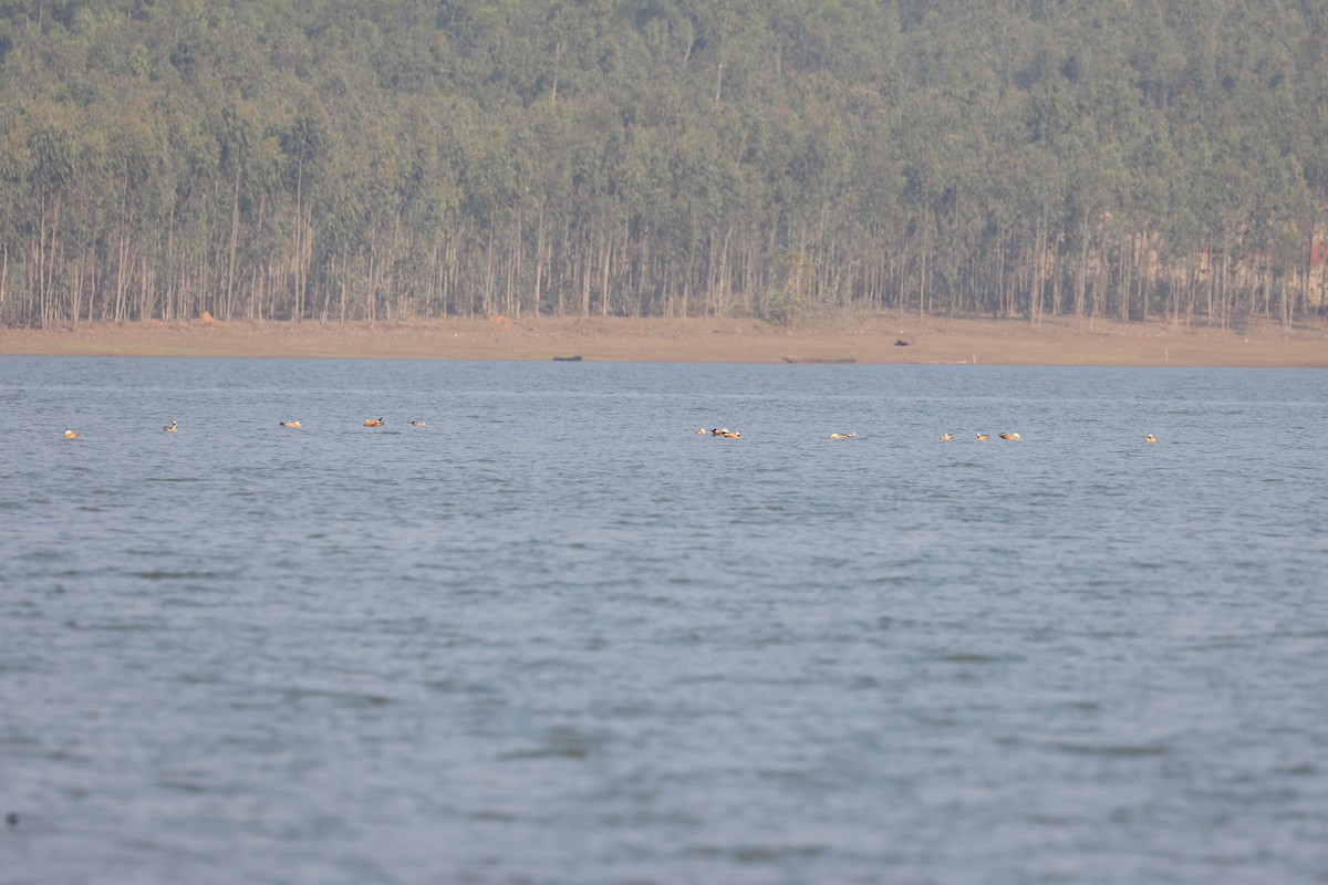 Огар рудий - ML647749608