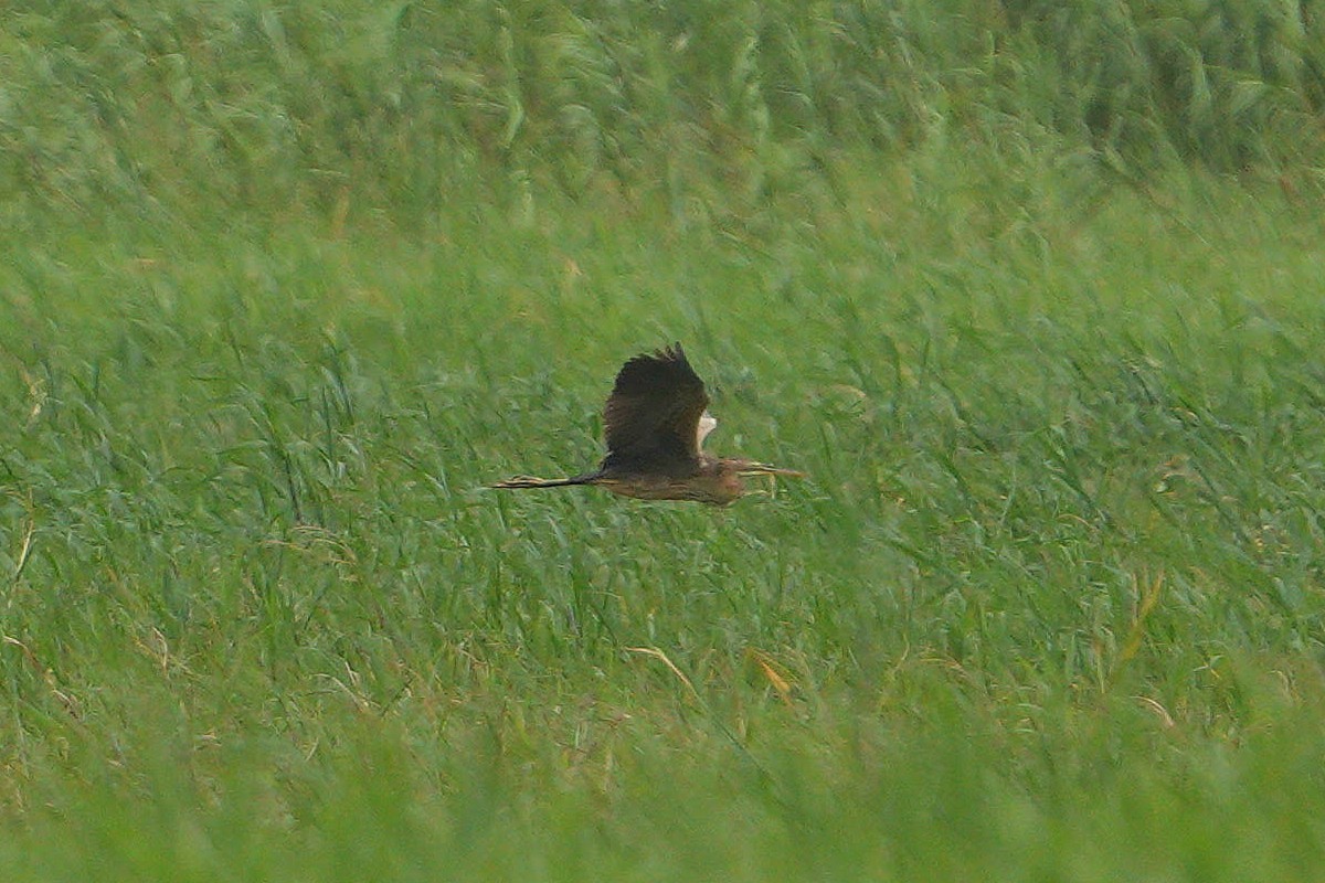 Purple Heron - ML647749612