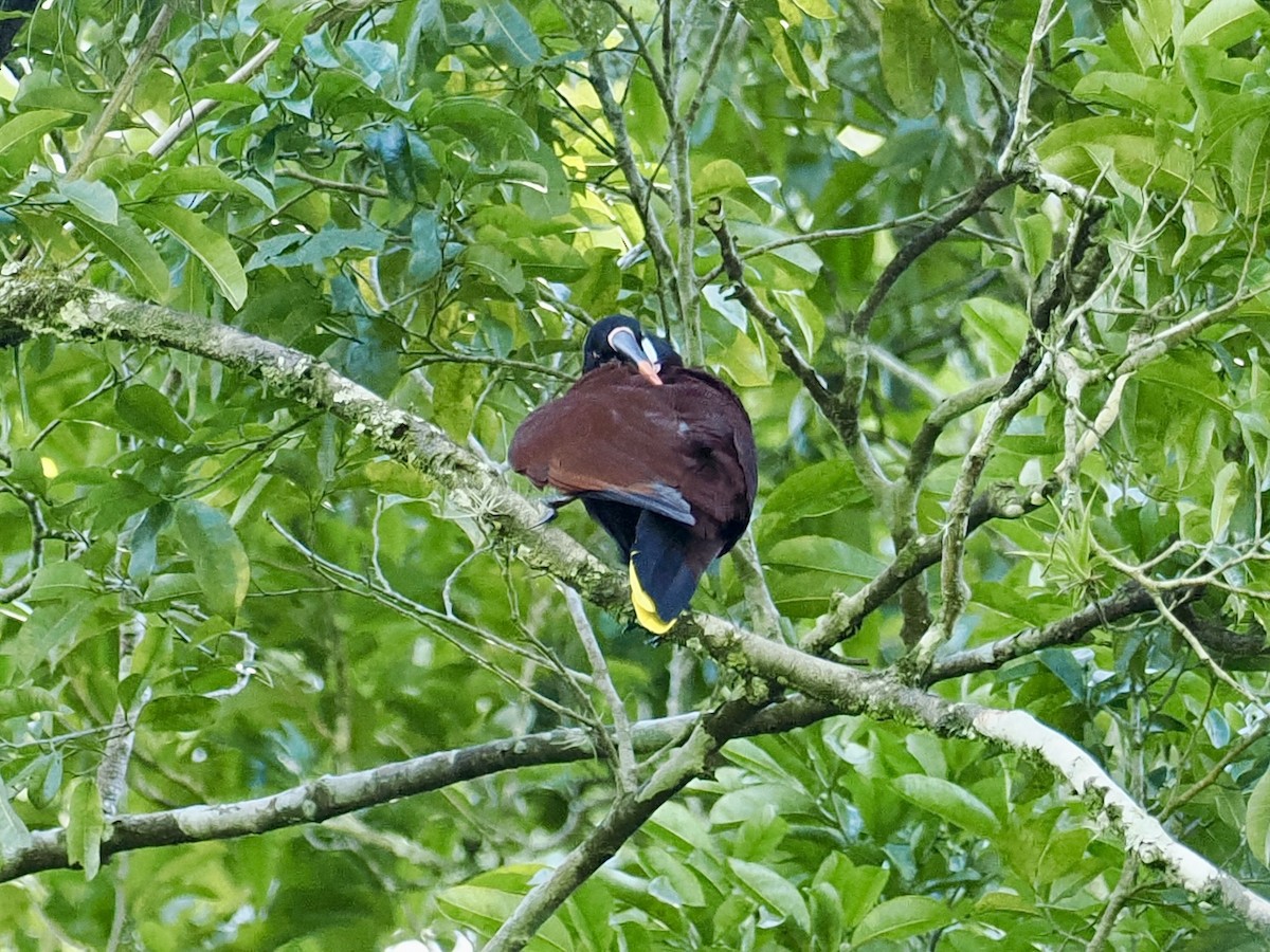 Montezuma Oropendola - ML647749617