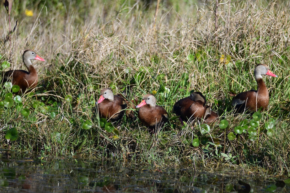 Black-bellied Whistling-Duck - ML647749618