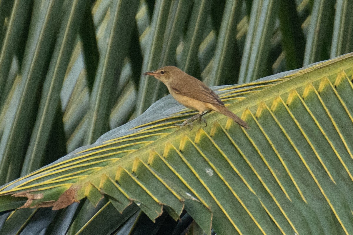 Clamorous Reed Warbler - ML647749619