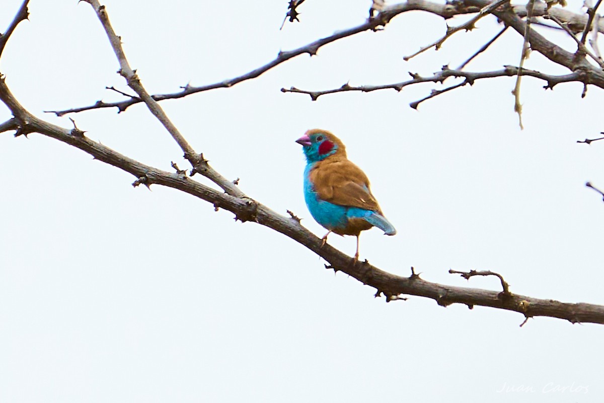 Red-cheeked Cordonbleu - ML647749620