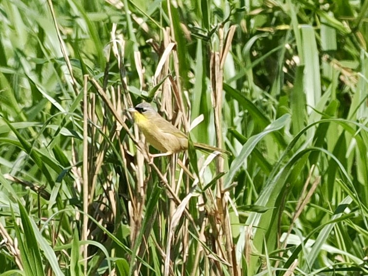 Gray-crowned Yellowthroat - ML647749621