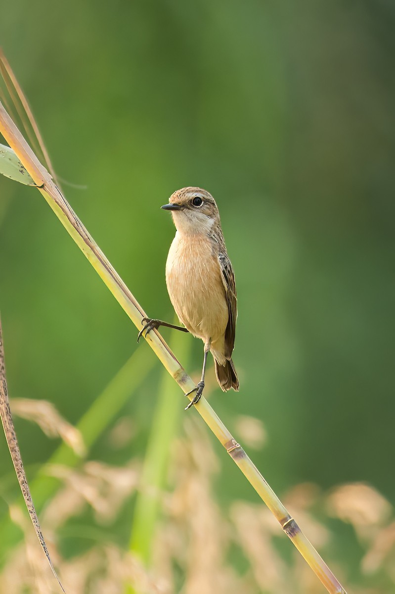Siberian Stonechat - ML647749623