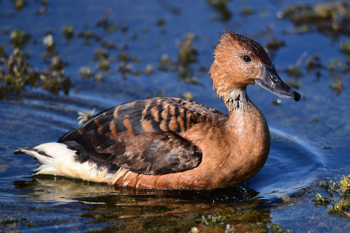 Свистач рудий - ML647749628