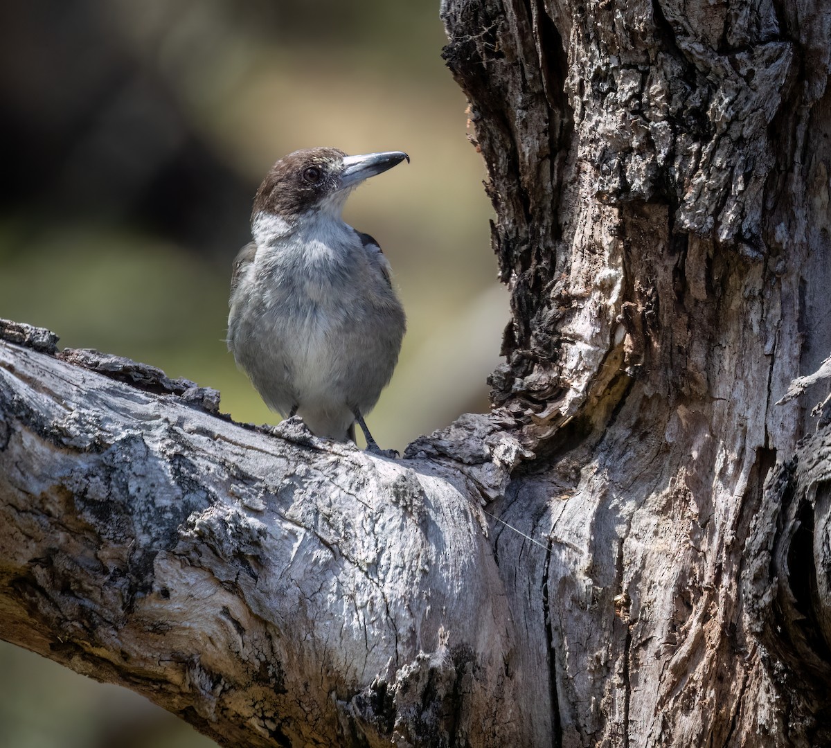 Сорочиця сіроспинна - ML647749629