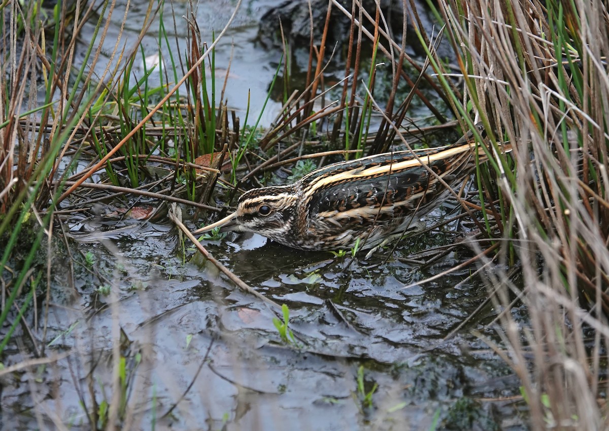 Баранець малий - ML647749630
