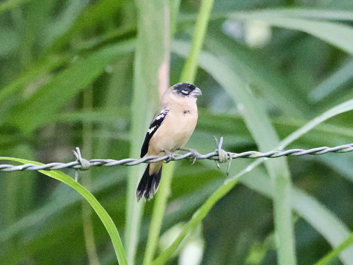 Зерноїд білошиїй - ML647749634