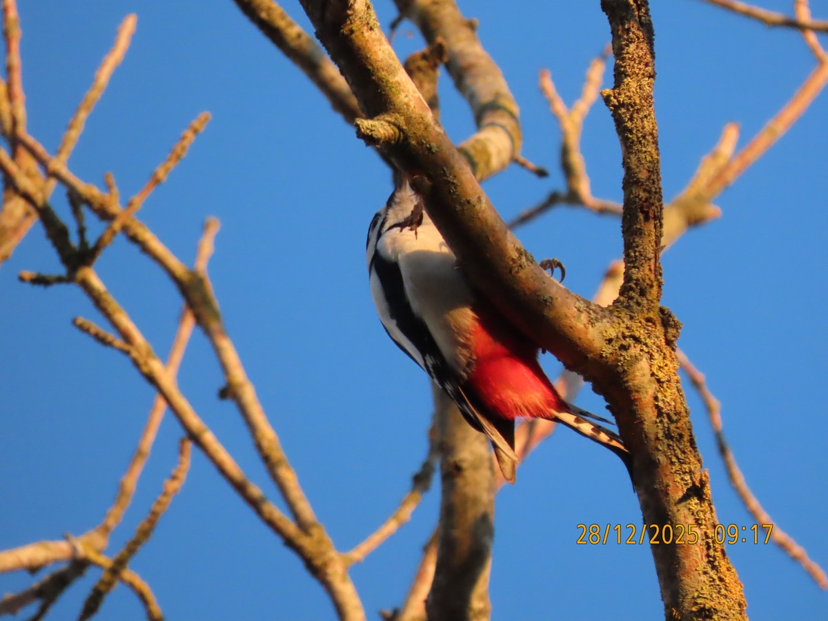 Дятел звичайний - ML647749638