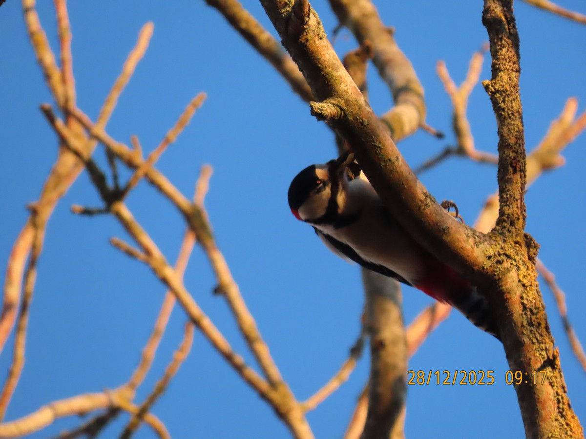 Дятел звичайний - ML647749639