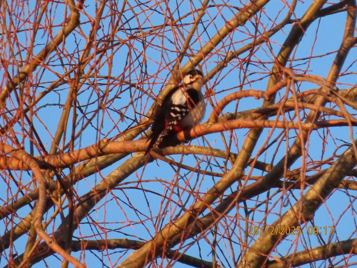 Дятел звичайний - ML647749640