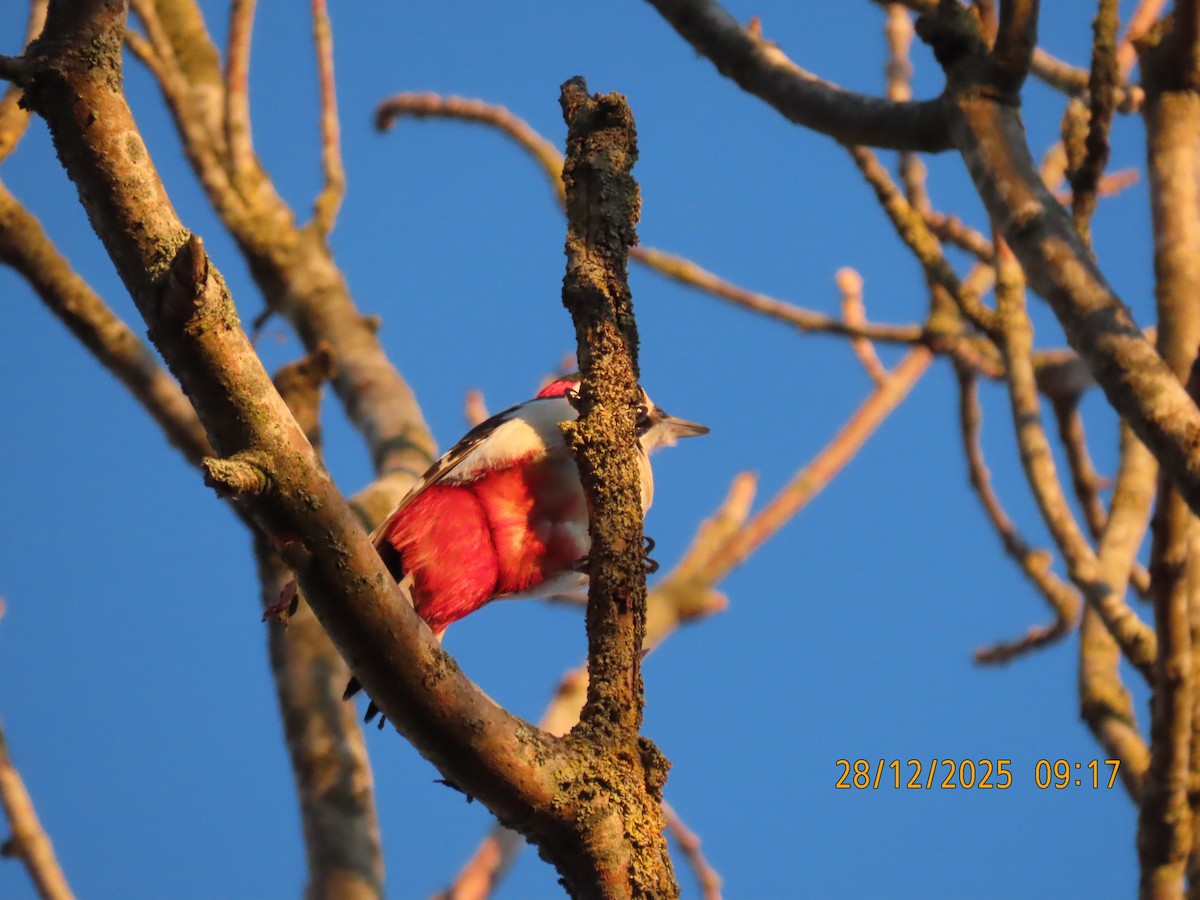 Дятел звичайний - ML647749641