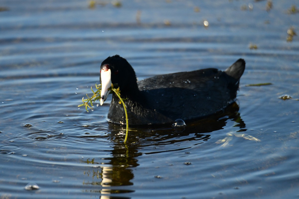 Лиска американська - ML647749645