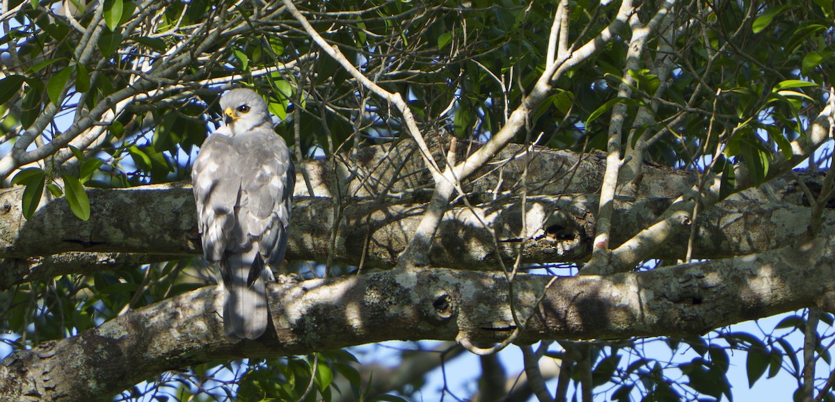 Яструб тасманійський - ML647749648