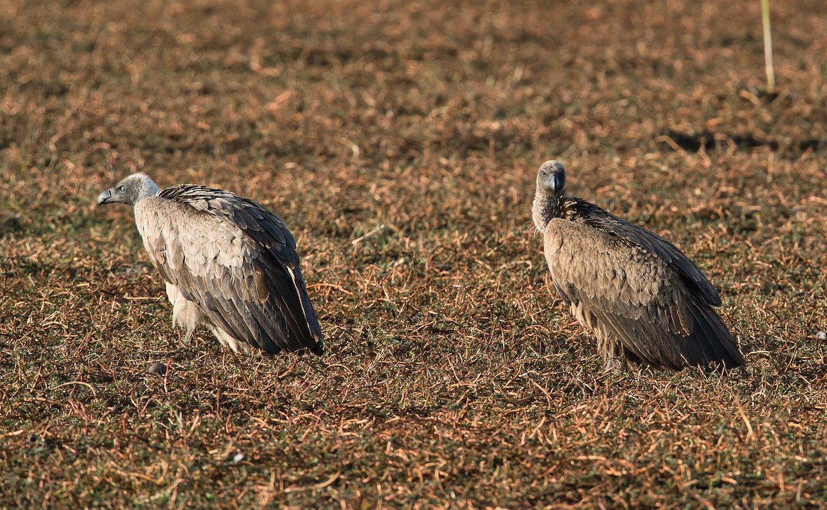 Ak Sırtlı Akbaba - ML647749649