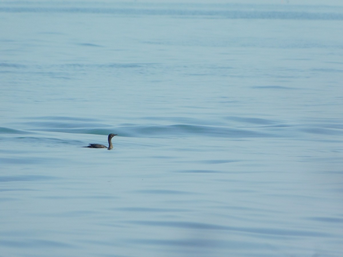 Баклан індонезійський - ML647749650