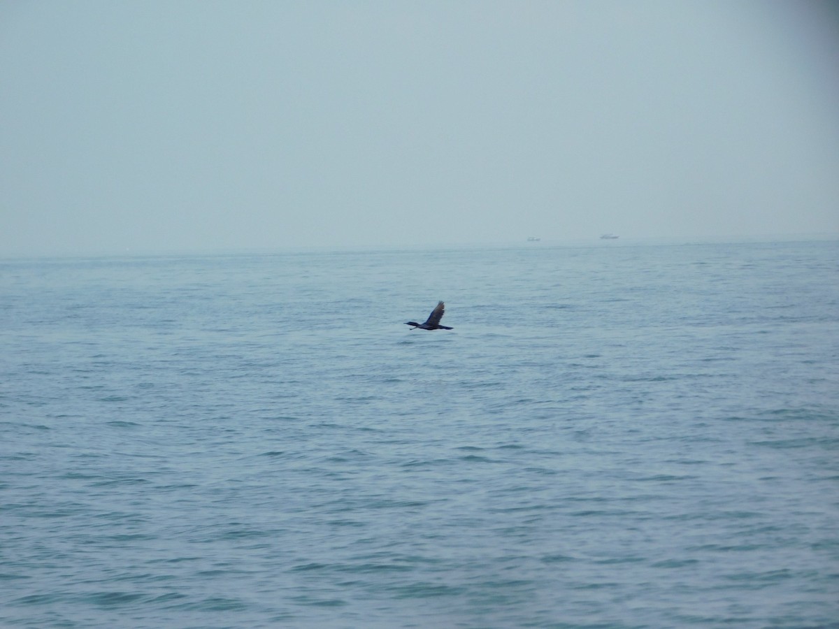 Баклан індонезійський - ML647749651