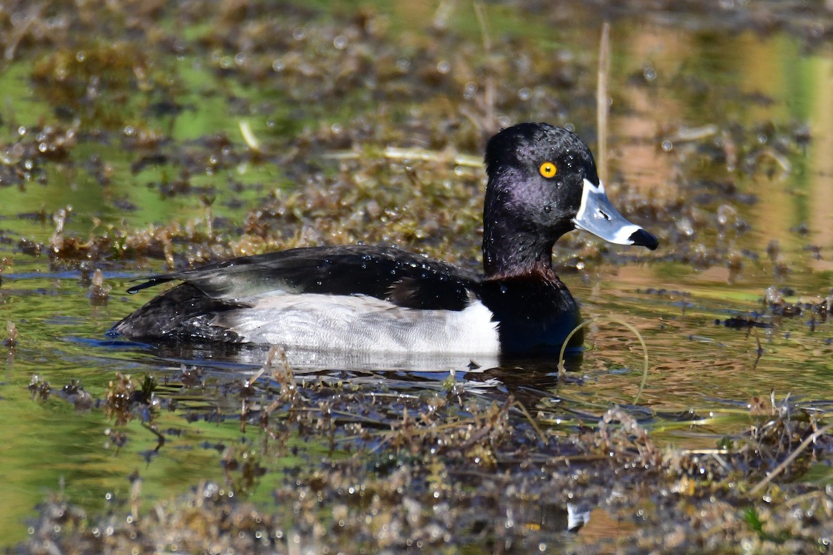 Чернь канадська - ML647749652