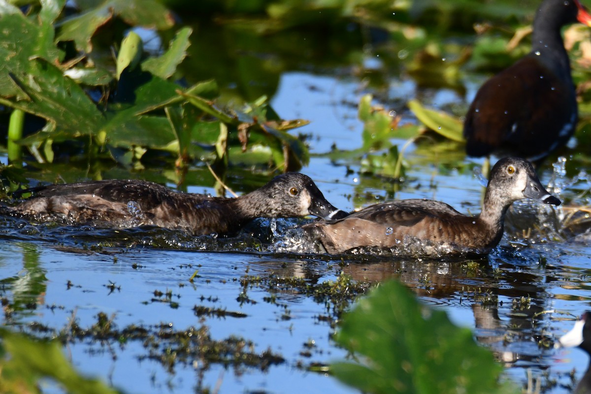 Чернь канадська - ML647749653