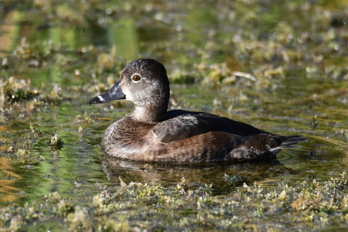 Чернь канадська - ML647749654