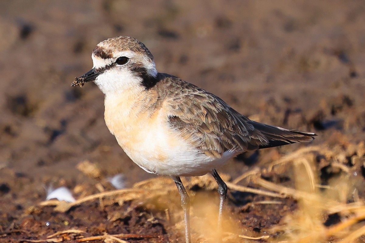 Пісочник-пастух - ML647749655